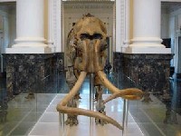 藏品(長毛象骨骼)的圖片